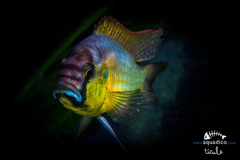 Astatotilapia burtoni